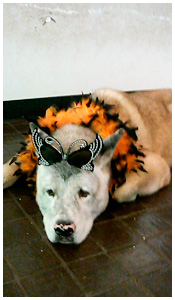ハロウィン仮装犬